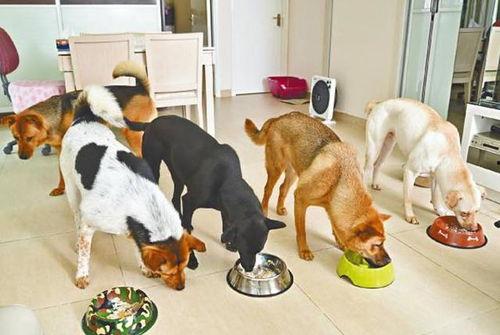 娱乐吃瓜养狗视频在线观看 第3张 娱乐吃瓜养狗视频在线观看 第3张